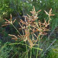 Cyperus rotundus image