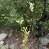 Image of Cyperus sphaerolepis