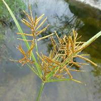 Image of Cyperus esculentus