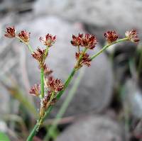 Image of Juncus articulatus