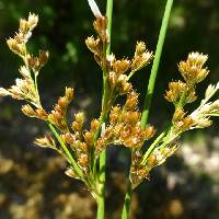 Image of Juncus laccatus