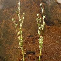 Juncus macrophyllus image