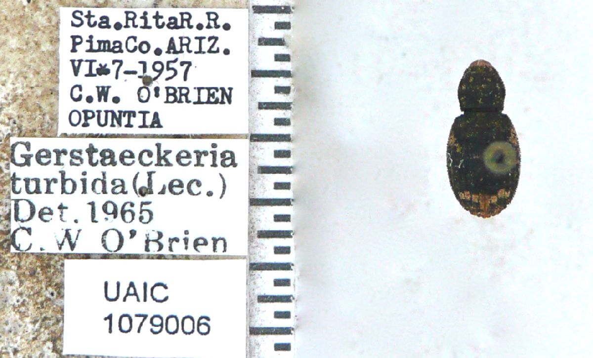Gerstaeckeria turbida image