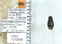 Gerstaeckeria turbida image