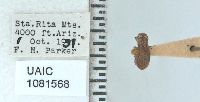 Minyomerus laticeps image