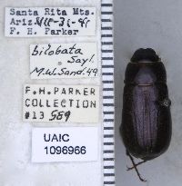 Image of Phyllophaga bilobatata