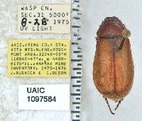 Image of Phyllophaga latidens