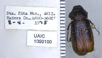Phyllophaga bilobatata image
