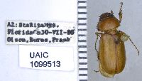 Image of Phyllophaga sonora