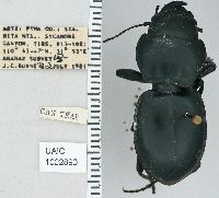 Pasimachus californicus image
