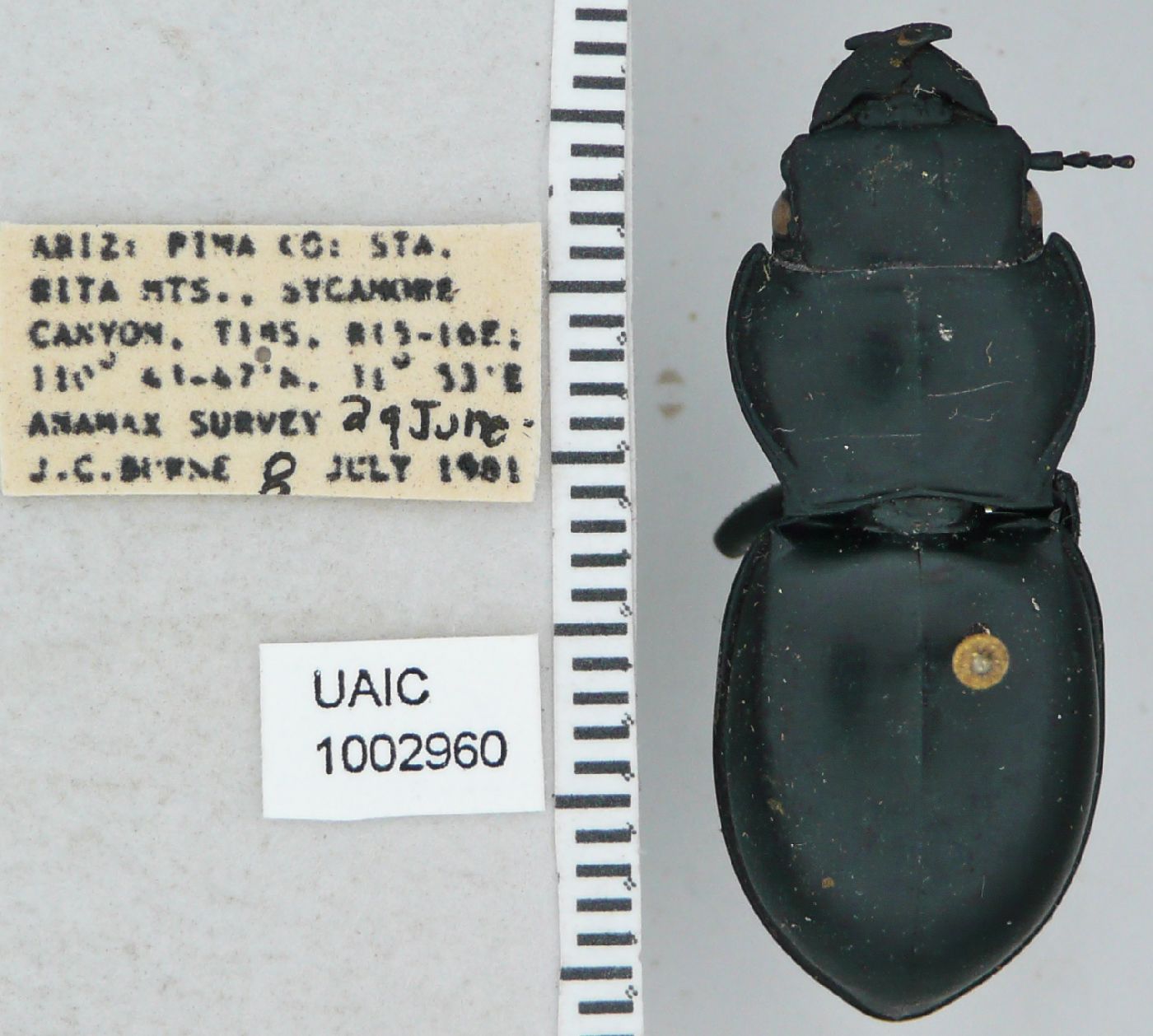 Pasimachus californicus image