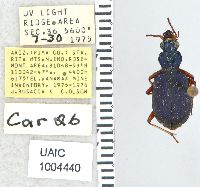 Chlaenius leucoscelis monachus image