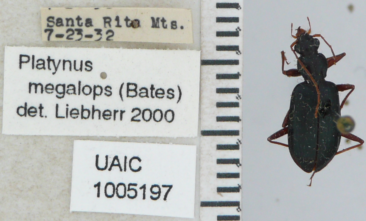 Dyscolus megalops image