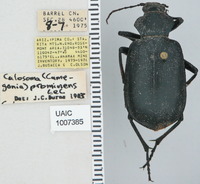 Calosoma (Camegonia) image
