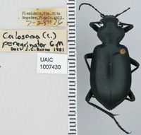 Calosoma (Carabosoma) image