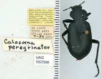 Calosoma peregrinator image