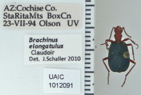 Image of Brachinus elongatulus