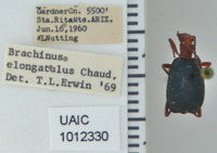 Brachinus elongatulus image