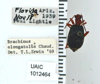 Brachinus (Neobrachinus) image