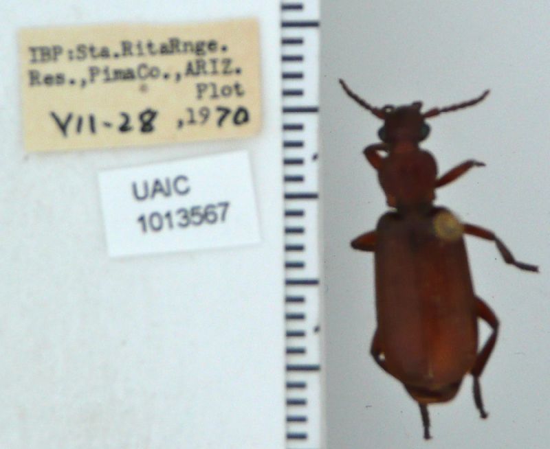 Helluomorphoides latitarsis image