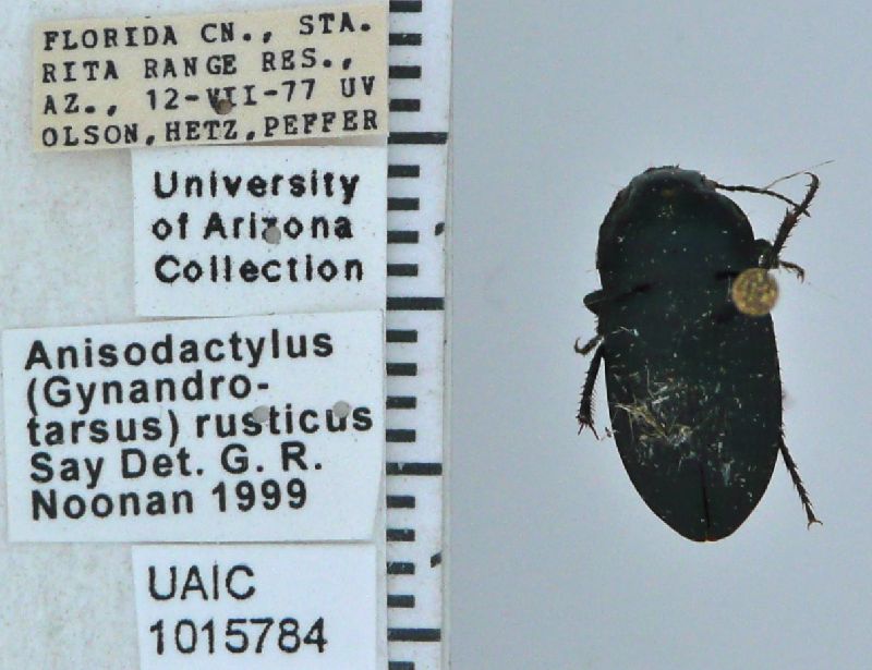 Anisodactylus rusticus image