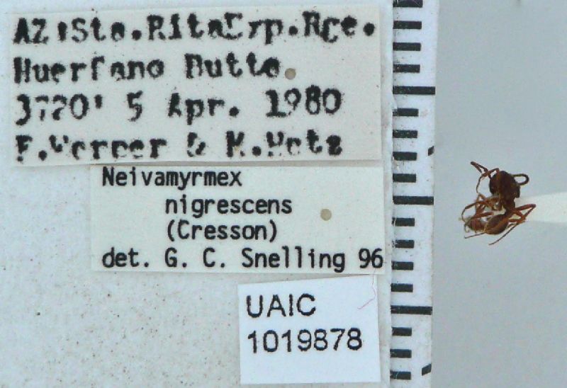 Neivamyrmex nigrescens image