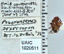 Image of Pogonomyrmex desertorum