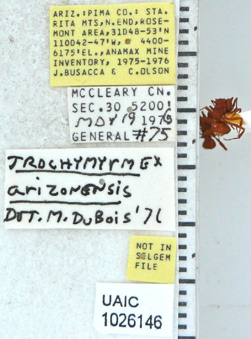 Trachymyrmex arizonensis image