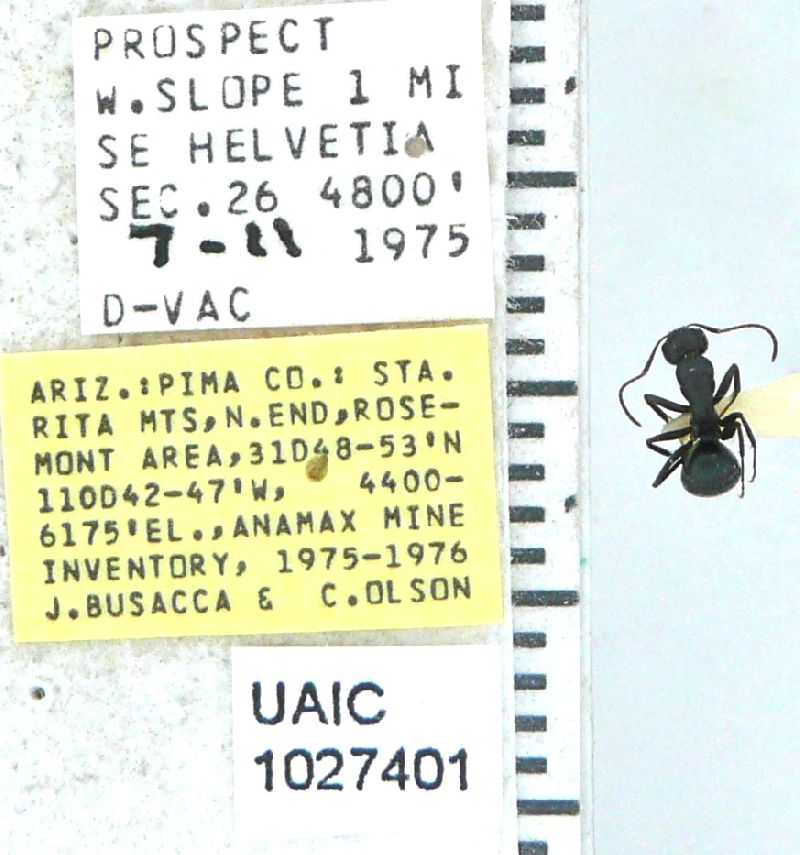 Camponotus acutirostris image