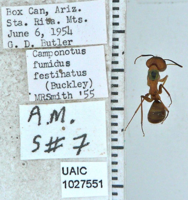 Camponotus fumidus image