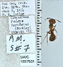 Image of Camponotus fumidus