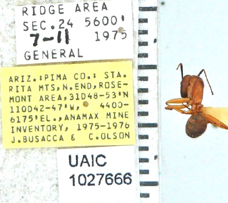 Camponotus ocreatus image