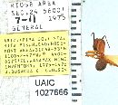 Image of Camponotus ocreatus
