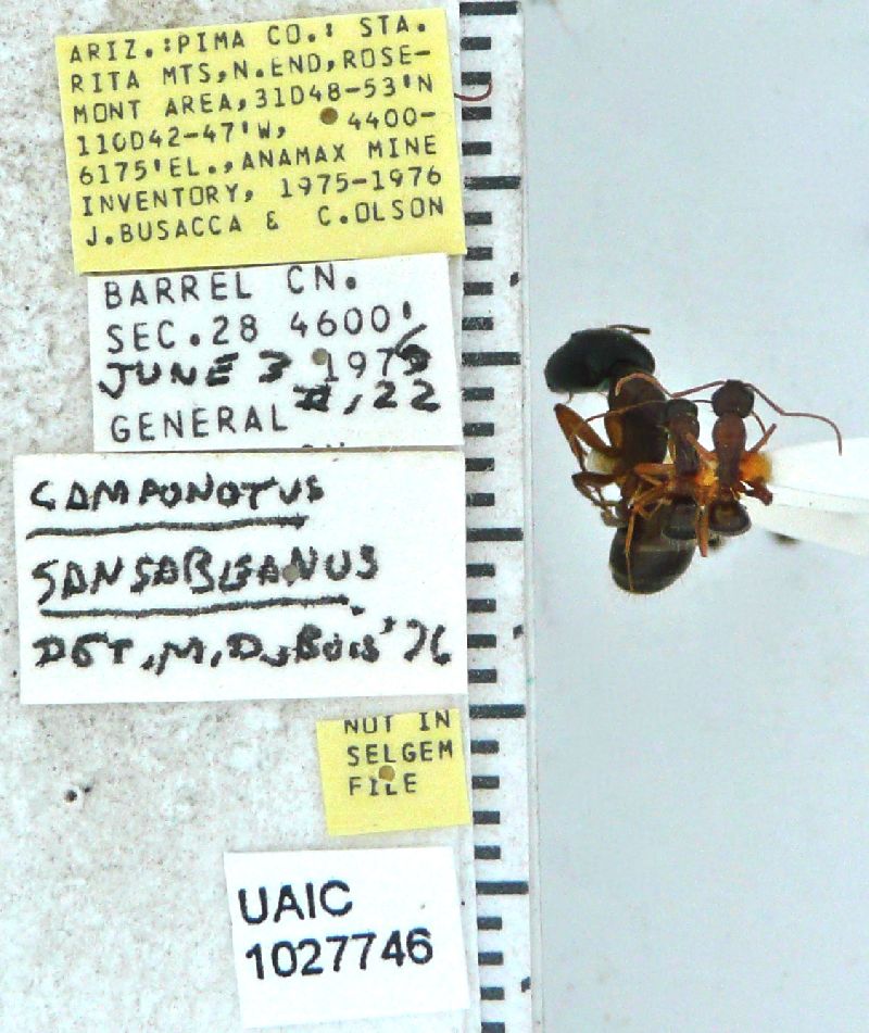 Camponotus sansabeanus image