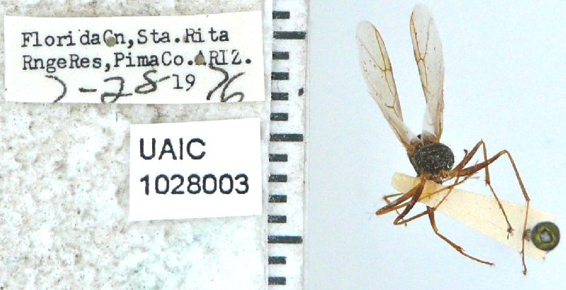 Hymenoptera image