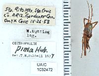 Image of Ceuthophilus pima