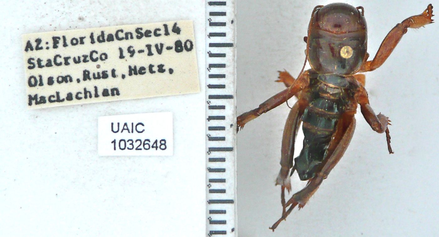 Stenopelmatidae image