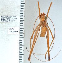 Obolopteryx brevihastata image