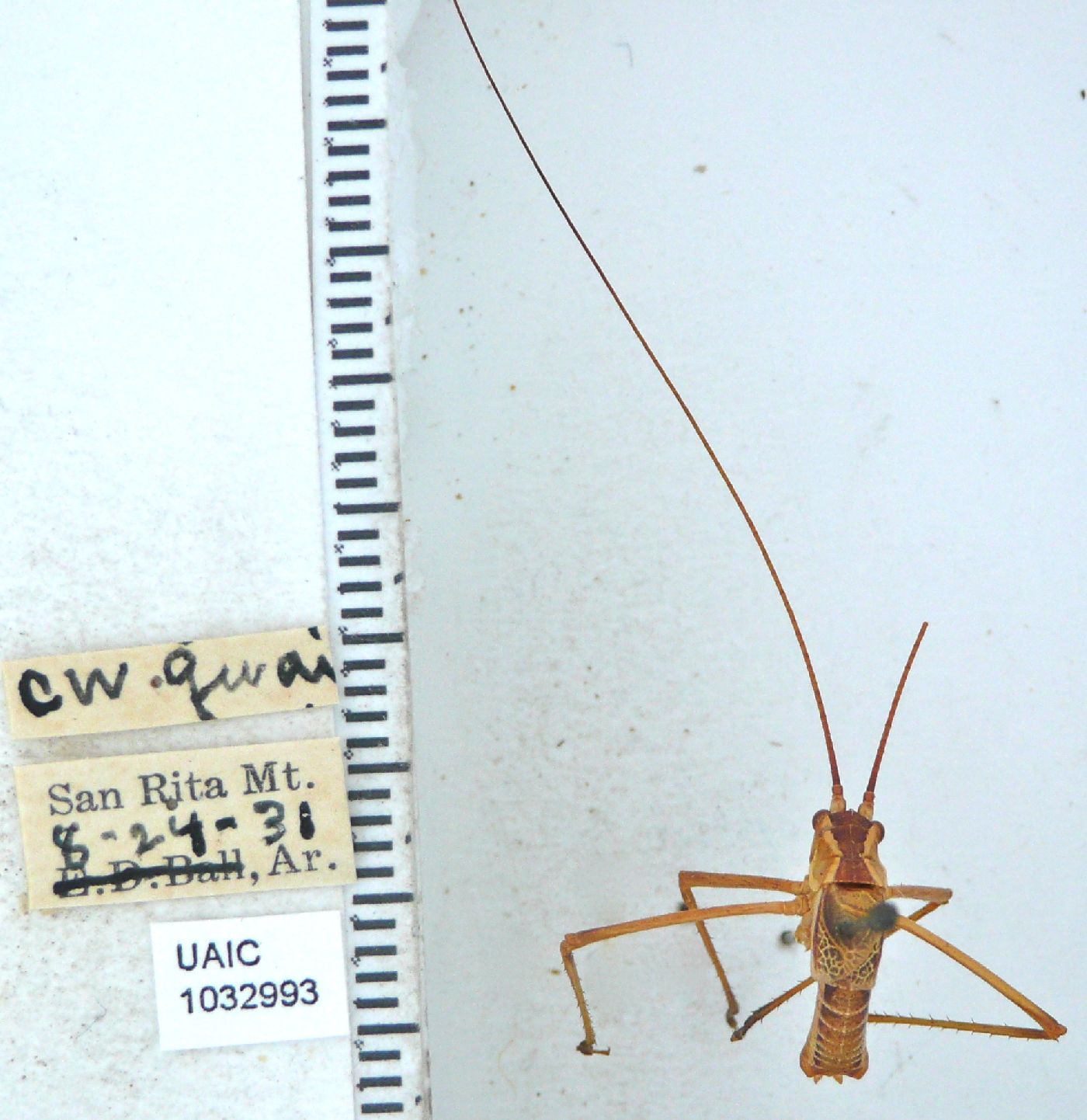 Obolopteryx brevihastata image