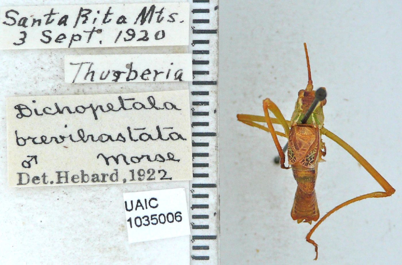 Obolopteryx image