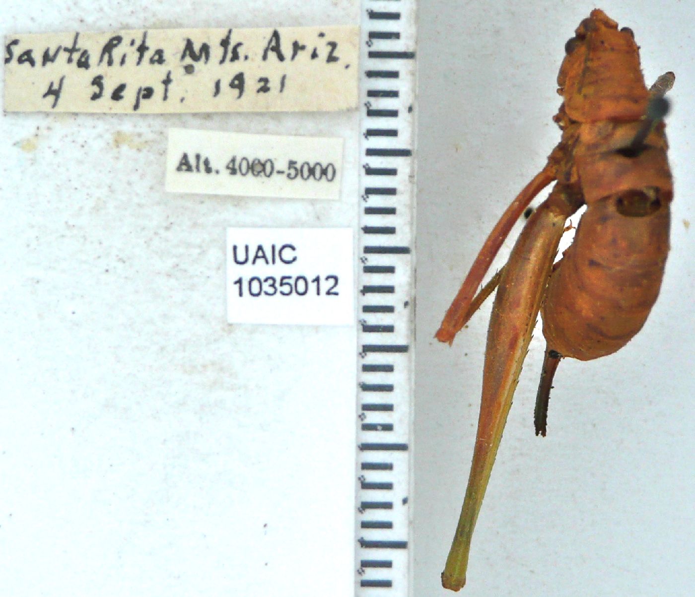 Obolopteryx brevihastata image