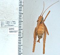 Image of Obolopteryx brevihastata