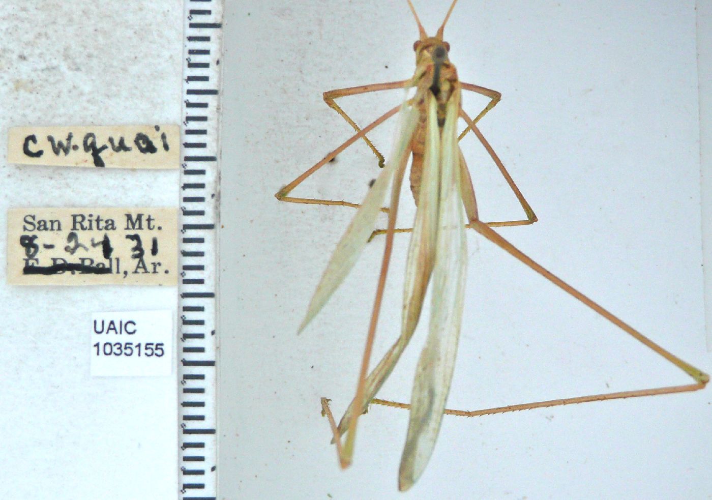Arethaea gracilipes image