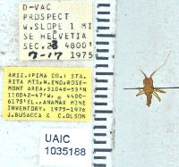 Arethaea gracilipes image