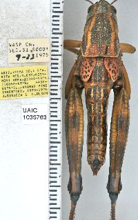 Image of Brachystola magna