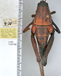 Brachystola magna image