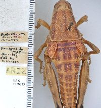 Brachystola magna image