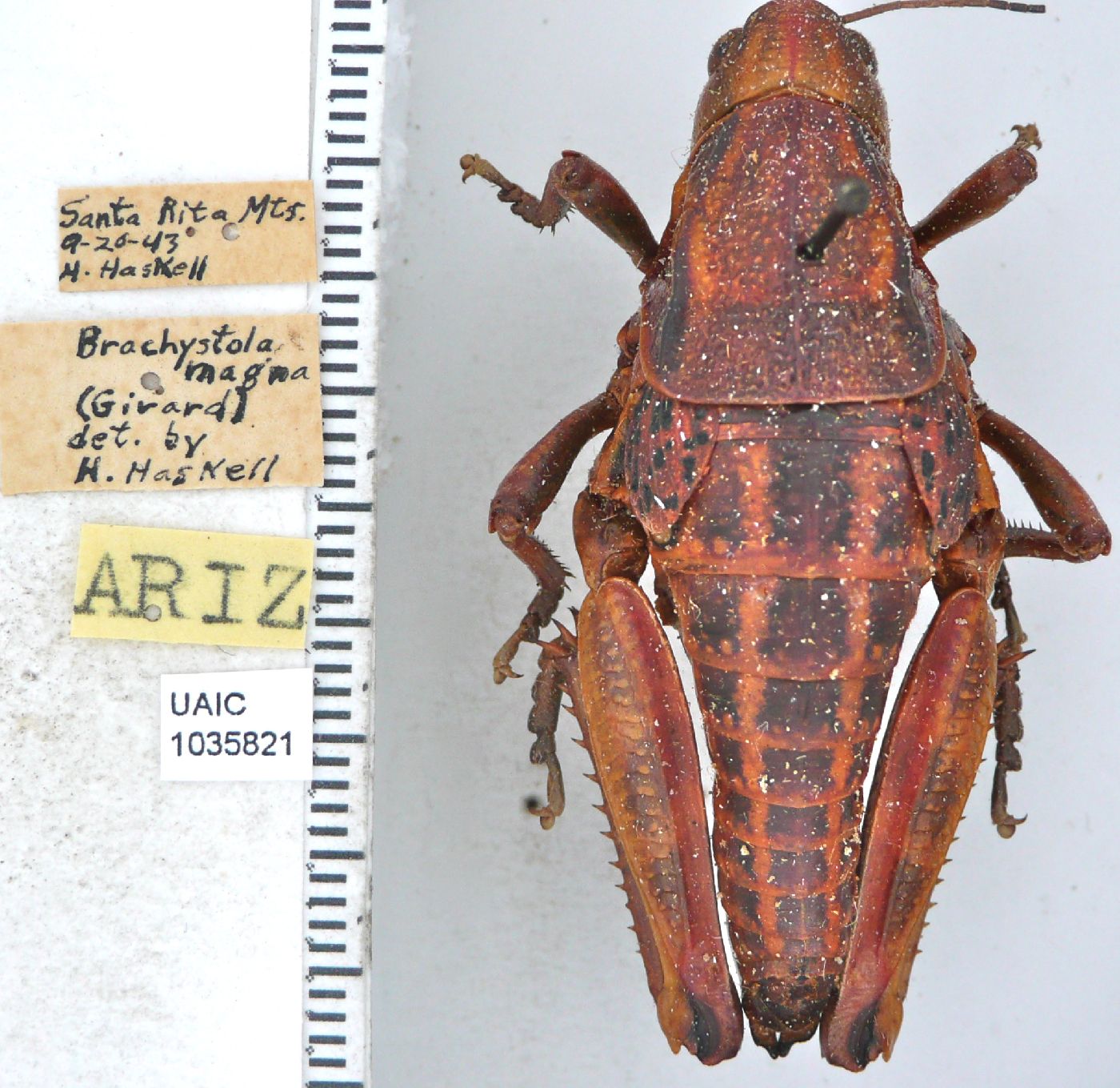 Brachystola image