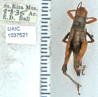 Image of Melanoplus aridus