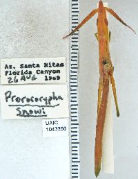 Image of Prorocorypha snowi